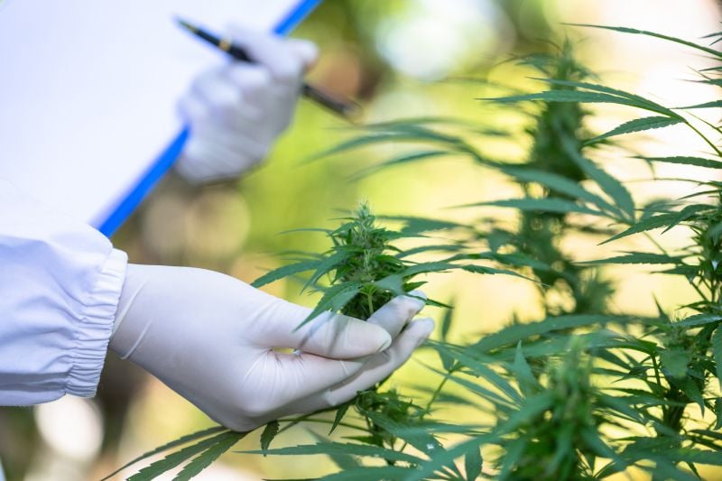 Cannabis Auto Curing Cannabis Auto Curing